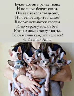 У меня уже готов для тебя букет котов :: Татьяна Рига – Социальная сеть  ФотоКто