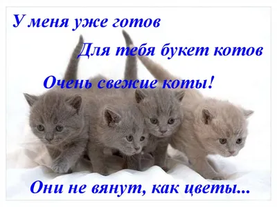 БУКЕТ КОТОВ ))) Приколы с котами | Мемозг 1131 - YouTube