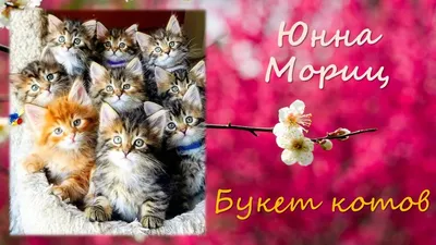 Открытка \"Букет котов\", купить за 100 руб. в интернет-магазине Арт-Квартал  с доставкой по Москве и регионам