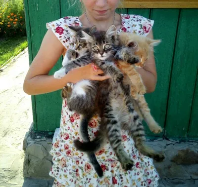 Букет котов от Вязайнера! | Курочкин Андрей | Дзен