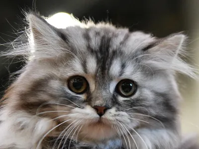 Почему так мало известно о бухарской кошке? | Зоомир | Дзен