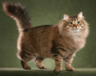 Сибирская кошка: стандарты 🐈 породы и внешности, характер, уход, фото