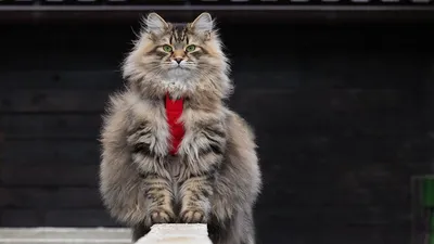 Сибирская кошка - Всё о кошках