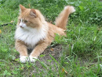 Сибирская кошка - русский характер