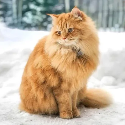 Сибирская кошка. Полное описание породы