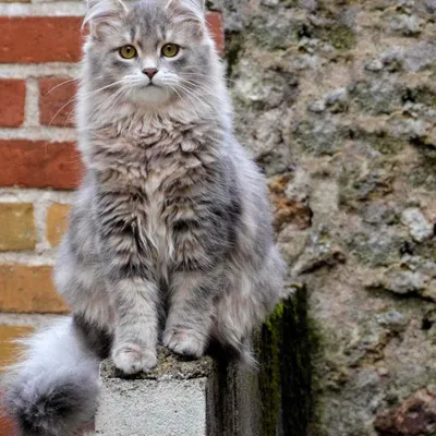 Сибирская порода кошек — описание породы и характера