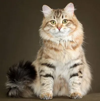 Бухарский кот» — создано в Шедевруме