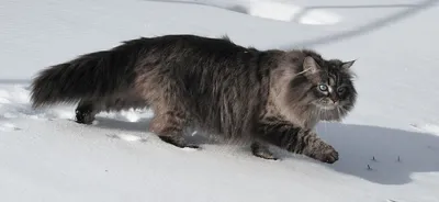 Настоящая русская красавица — сибирская кошка | ЛапУсики | Дзен