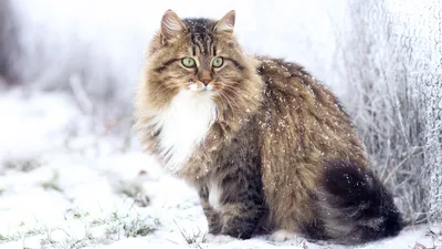 Сибирская кошка - картинки и фото koshka.top