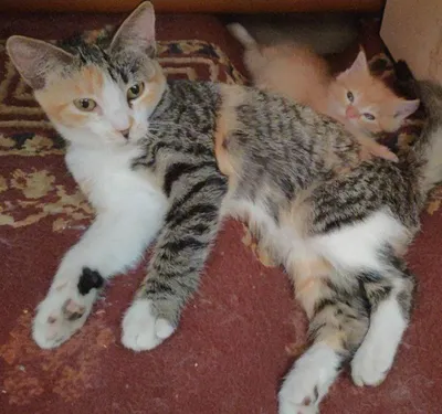 Кошка для продаться: 400 000 сум - Кошки Бухара на Olx