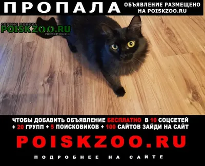 Сибирский кот (кот Бухары) стоковое изображение. изображение насчитывающей  сор - 34603337