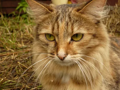 Главное о сибирской кошке: питание и содержание | Holistic-shop.ru полезные  корма | Дзен