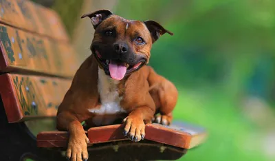 Стаффордширский бультерьер - все о породе собаки: фото, характер, правила  ухода и содержания - Petstory