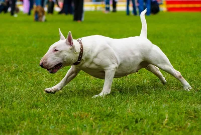 Стаффордширский бультерьер: все о собаке, фото, описание породы, характер,  цена