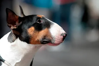 танец и белая американская собака-питбуль-собака снаружи на поводке  Стоковое Фото - изображение насчитывающей развилки, глаза: 238716258
