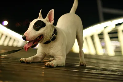 Пит-булл - это сервис-порода собаки Стоковое Фото - изображение  насчитывающей млекопитающее, собач: 157022662