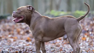 Американский булли - описание породы собак: характер, особенности  поведения, размер, отзывы и фото - Питомцы Mail.ru