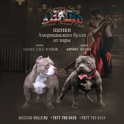 Американский булли - Продажа щенков - American Bully in Moscow
