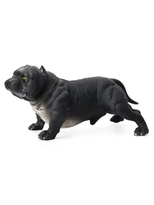 Картина для интерьера Американский булли, порода собак бульдог (2) 40х60 -  купить по низкой цене в интернет-магазине OZON (1004339689)