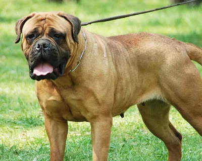 Бульмастиф (Bullmastiff) - это сильная, бдительная, спокойная и послушная  порода собак. Фото, описание, отзывы.