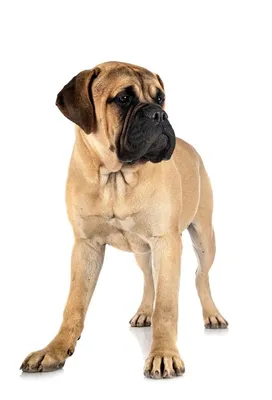 Собака Бульмастиф - описание породы, фото и цена щенков бульмастифа,  характеристика | Pet-Yes