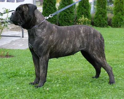 Бульмастиф собака: фото, характер, описание породы