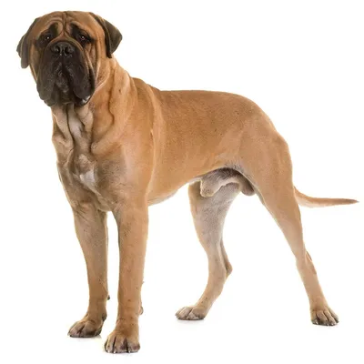 Бульмастиф - описание породы собак: характер, особенности поведения,  размер, отзывы и фото - Питомцы Mail.ru