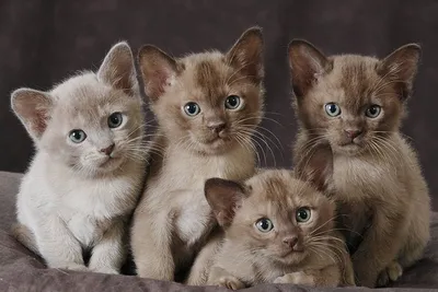 Бурманские кошки