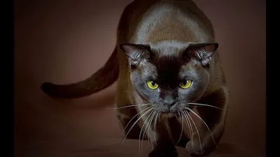 Бурманская короткошёрстная кошка: описание породы, происхождение, характер  и уход | AnimalPaw.ru