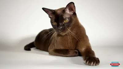 Бурманская - описание породы кошек: характер, особенности поведения,  размер, отзывы и фото - Питомцы Mail.ru