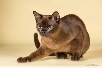 Коты - 🐾 Питомник бурманских кошек Magic Valley *RU в СПБ +7 981 751 14 95
