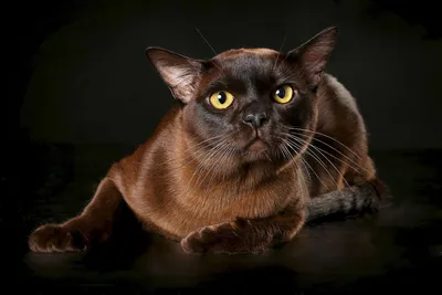 Бурманская кошка - Породы кошек - Marchelache