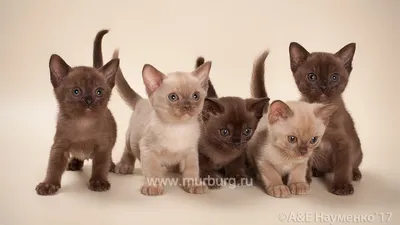 Европейская бурма котята - картинки и фото koshka.top