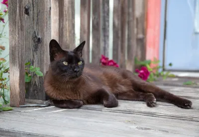 Бурманская кошка - все о кошке, 5 минуса и 5 плюсов породы