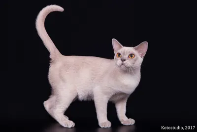 Бурманская порода кошек (бурма): фото, плюсы и минусы, описание характера,  здоровья и болезней, цены на котят | Pro-Animal.ru