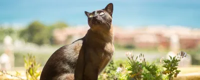 Бурманская кошка: все о кошке, фото, описание породы, характер, цена