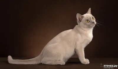 Чем кормить бурму - питание бурманских кошек
