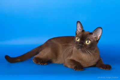 Бурманская кошка фото, описание породы бурма и характера, купить бурму и  цена, отзывы