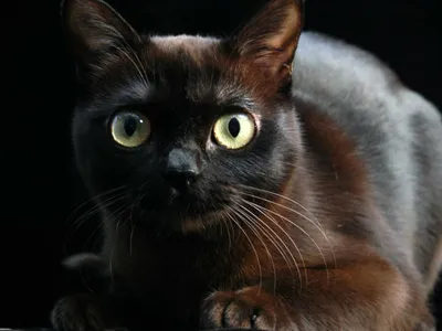 Окрасы бурманской кошки (американская бурма) Платина — обсуждение в группе  \"Бурманская кошка\" | Птичка.ру