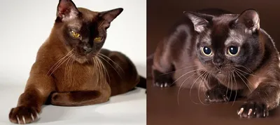 Бурмезская кошка (Бурма) (BUR) | Породы кошек - описание пород лучших кошек  с фото