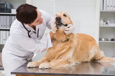 Воспаление мочевого пузыря у собак: как его распознать и как предотвратить  | В мире животных | Дзен