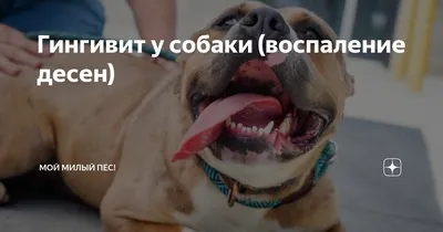 Воспаление у собаки, бесплатная консультация ветеринара - вопрос задан  пользователем Aleh Lyubetski про питомца: собака Такса