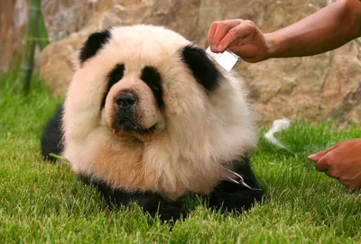 Кто это: собака или панда? Попробуй угадать! | Мур ТВ