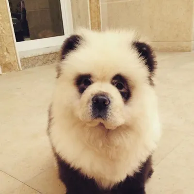 Фото Новая порода собак чау чау похожих на панду
