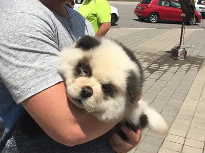 В Китае владельцы панда-кафе выдавали за медведей покрашенных собак