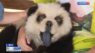 В Сочи туристы не смогли отличить щенка чау-чау от панды — Туподар Краснодар