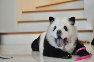 Man who dyed a chow chow black and white to look like a panda is being  investigated by police | indy100 | indy100