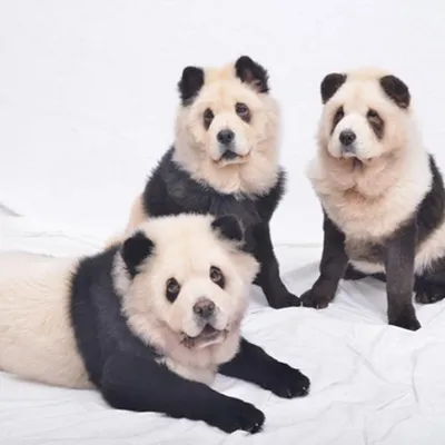 Чау-чау панда — что это за порода, фото щенков и взрослых собак