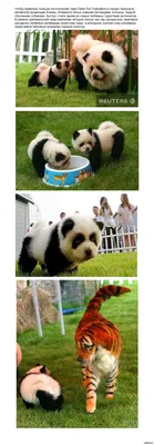 В китайском кафе появились собаки, перекрашенные в панд — Новости мира  сегодня NTD