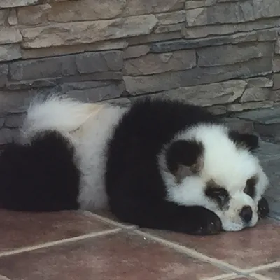 Фотогалерея: Тигротривер и панда-чау. Экзотичные питомцы китайского  зоопарка - Korrespondent.net